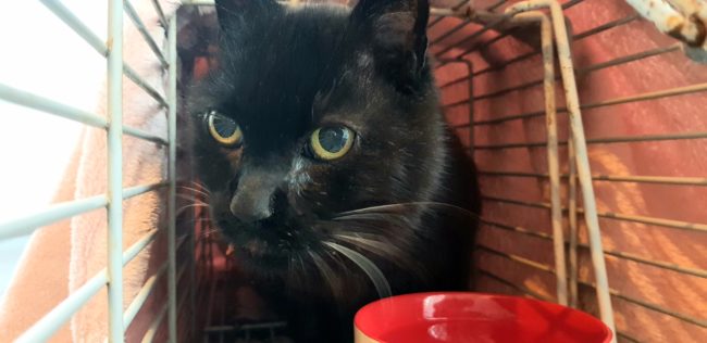 175688913_419657332516598_1092852184304405648_n