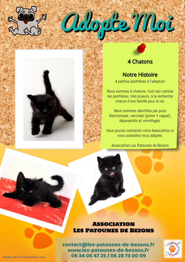 Chatons – A4 – Fait avec PosterMyWall