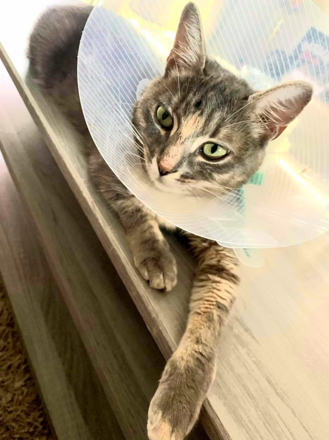 202018699_471307124018285_2271796990182619167_n