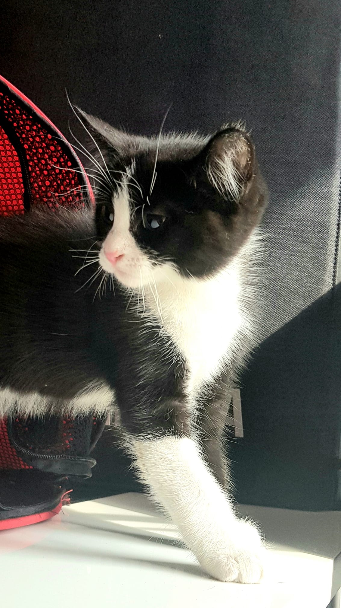Domino