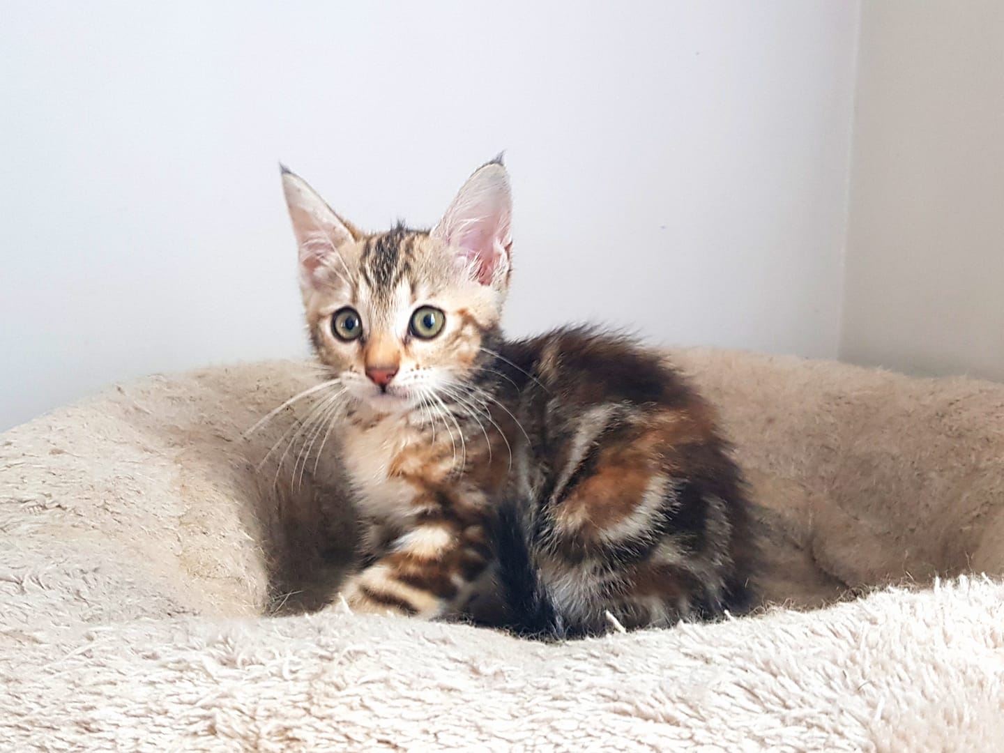 Nala