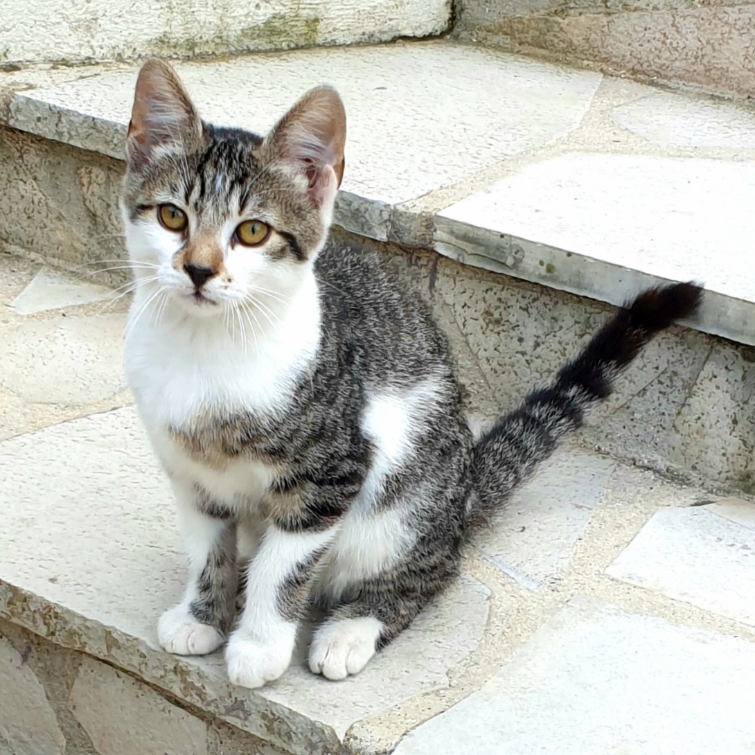 Romeo