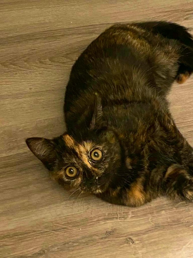 268132090_625760792099405_2750711339169297155_n