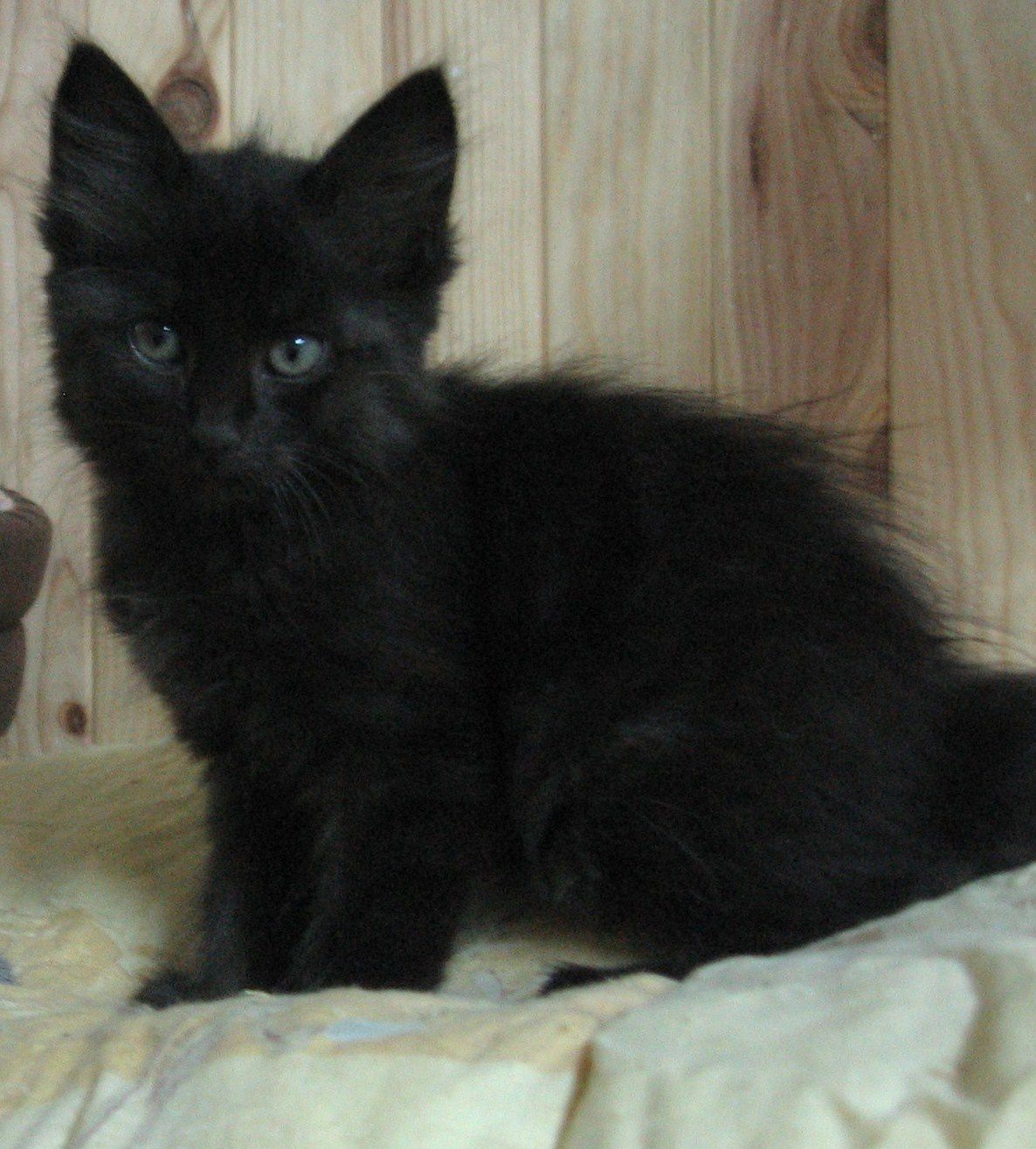 chatons-2009-036-1—-Copie