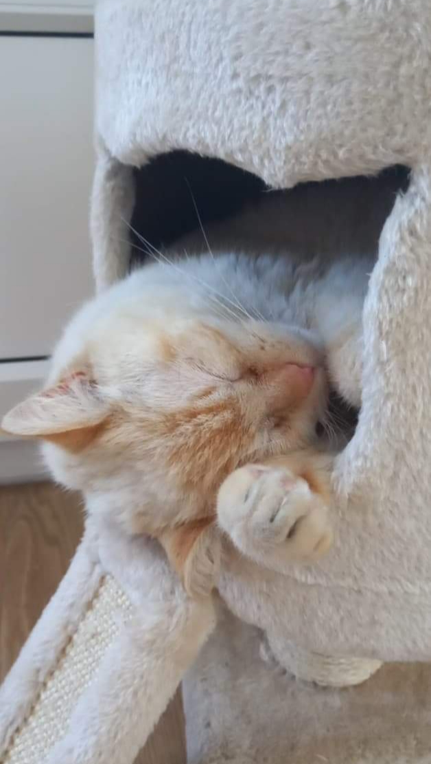 624201a054f46434972739