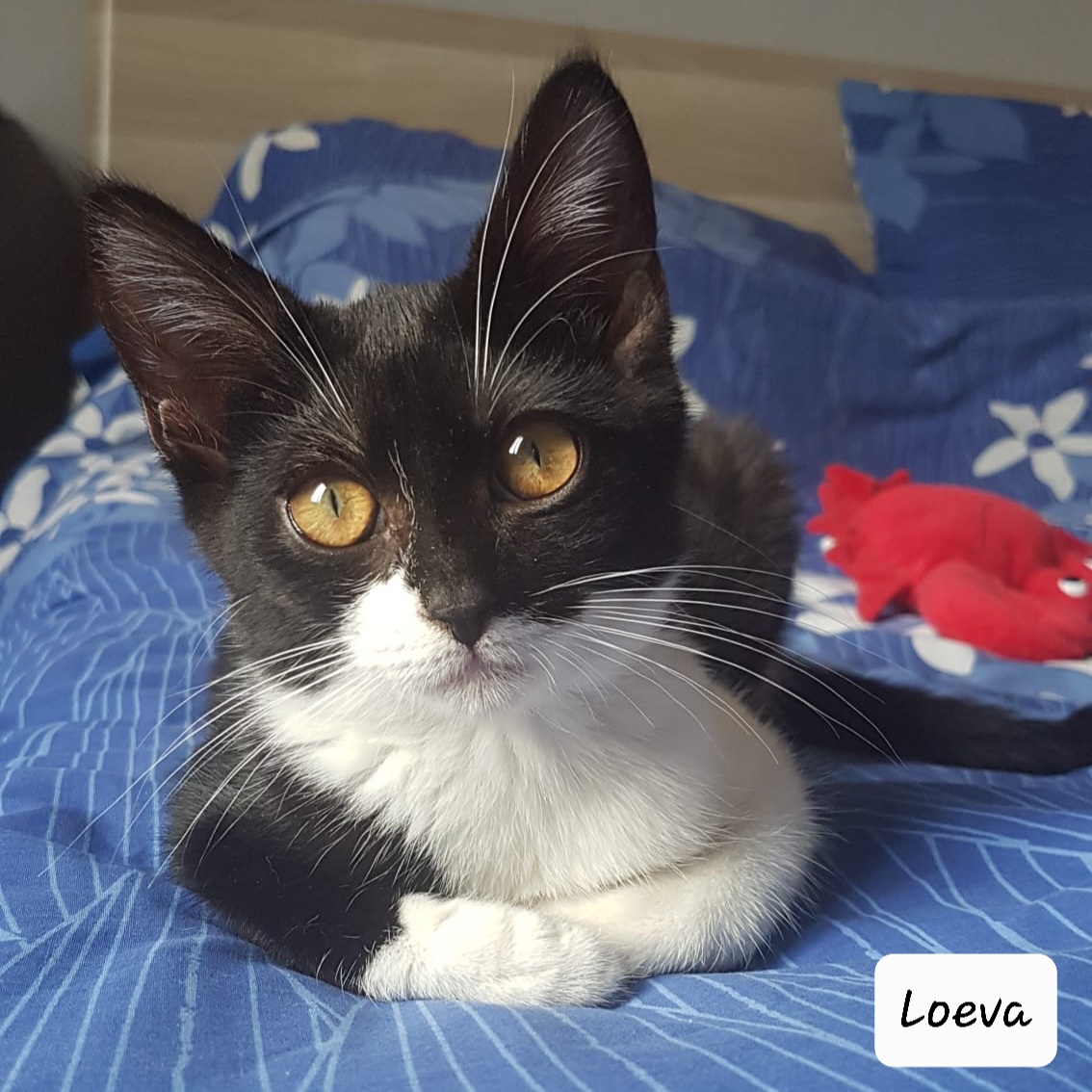 r-serv-e-loeva-les-patounes-de-bezons