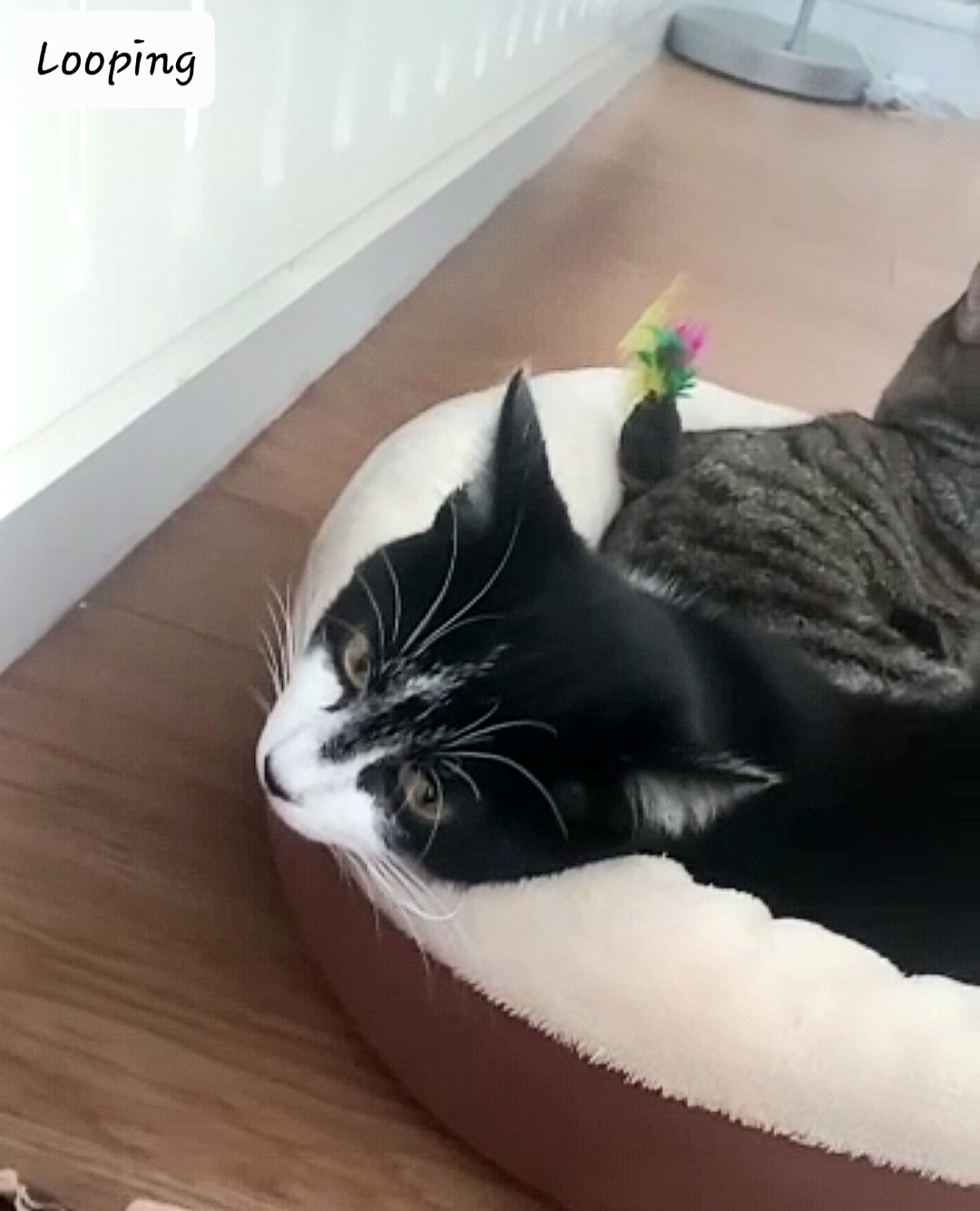 Screenshot_20230301_114624_WhatsApp