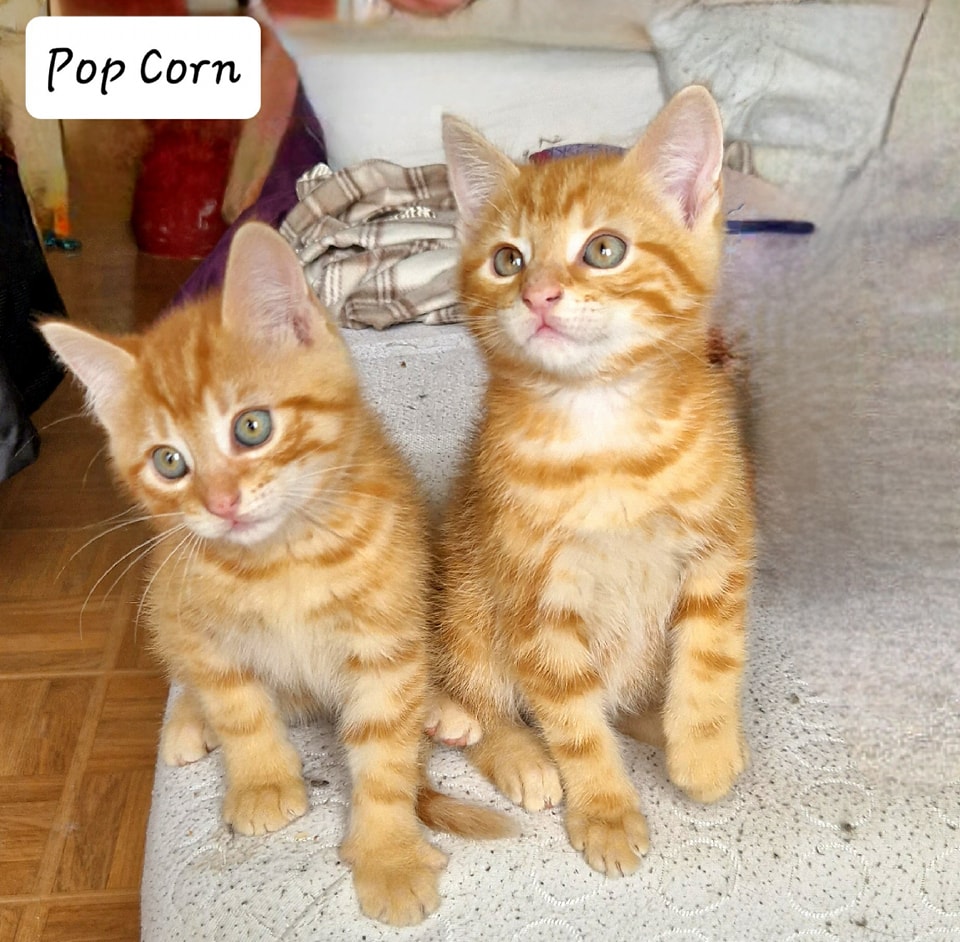 342391552_752515063008744_6032270458245847124_n