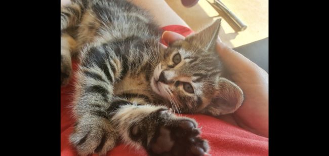 received_207805482074127