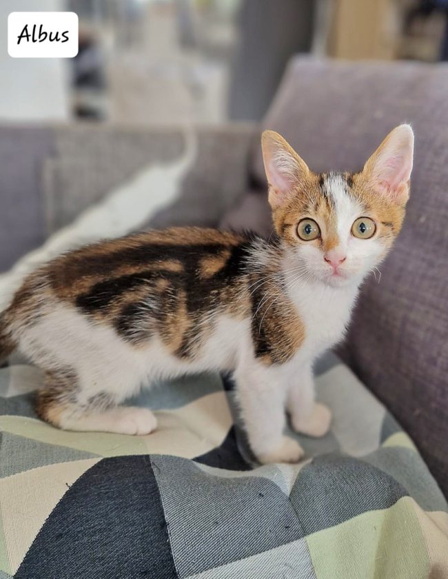 64a7d3a0ad2f5317439477