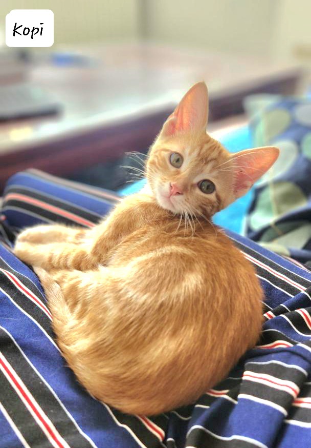 64c9074351050711496398