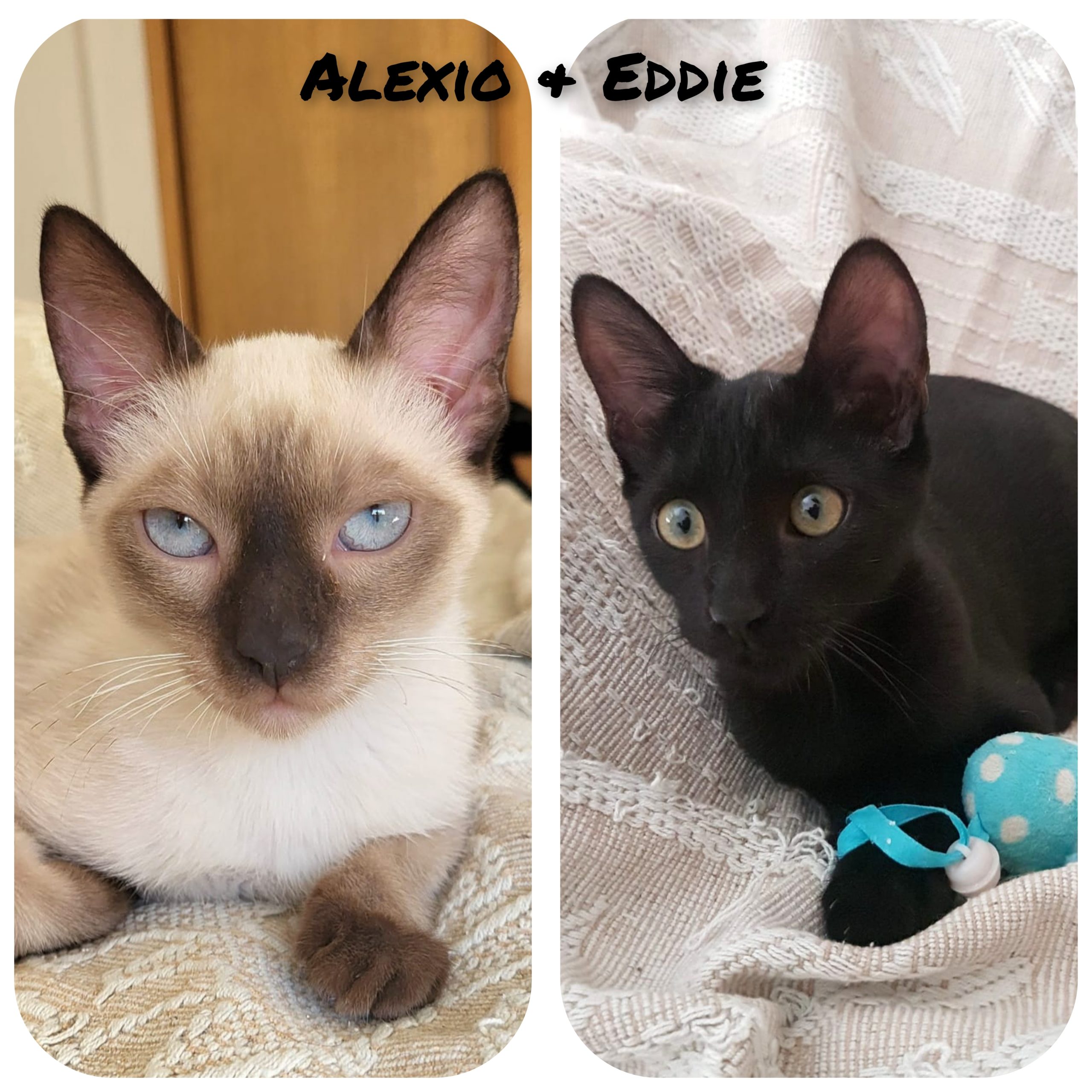 InCollage_20230901_151326865