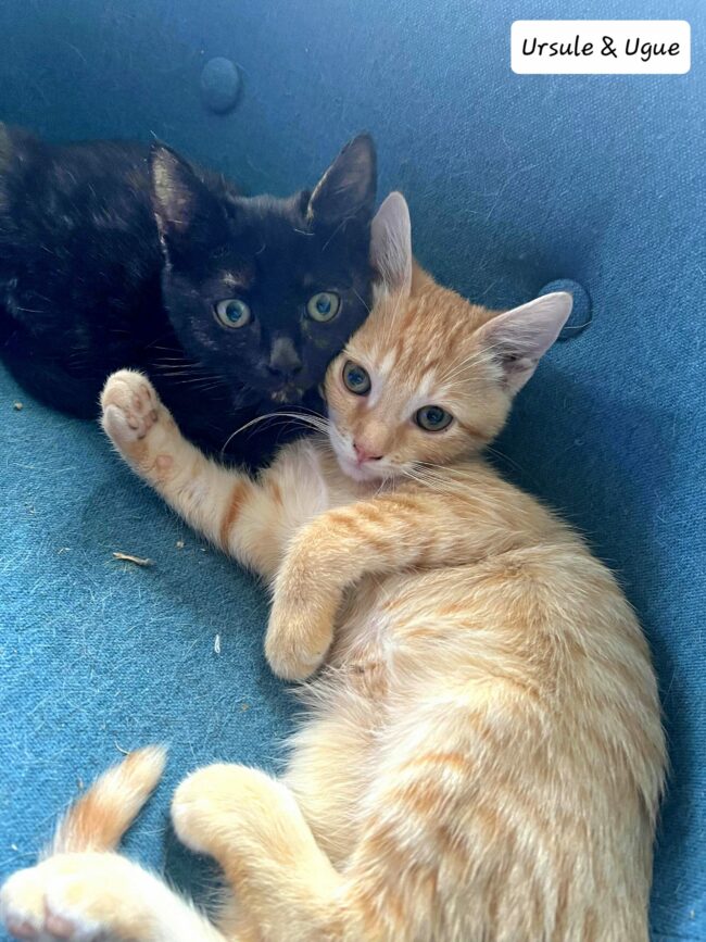 received_325942540127372