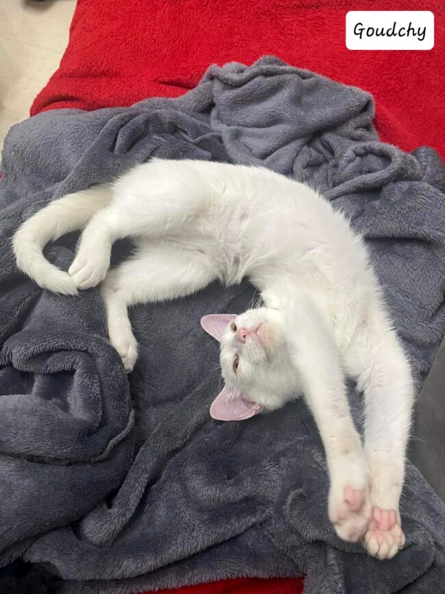 FB_IMG_1700726609863