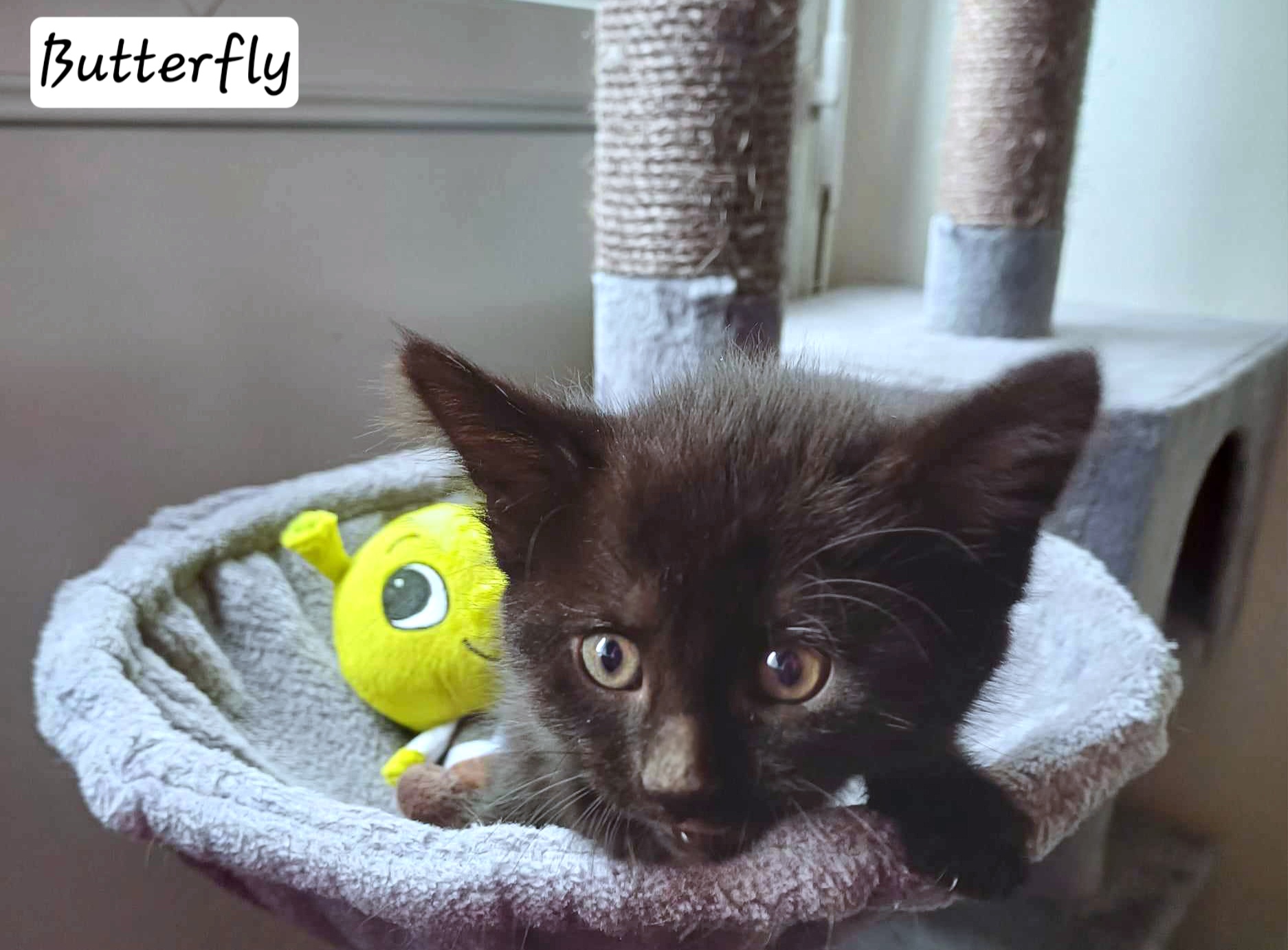 received_3746610632288732