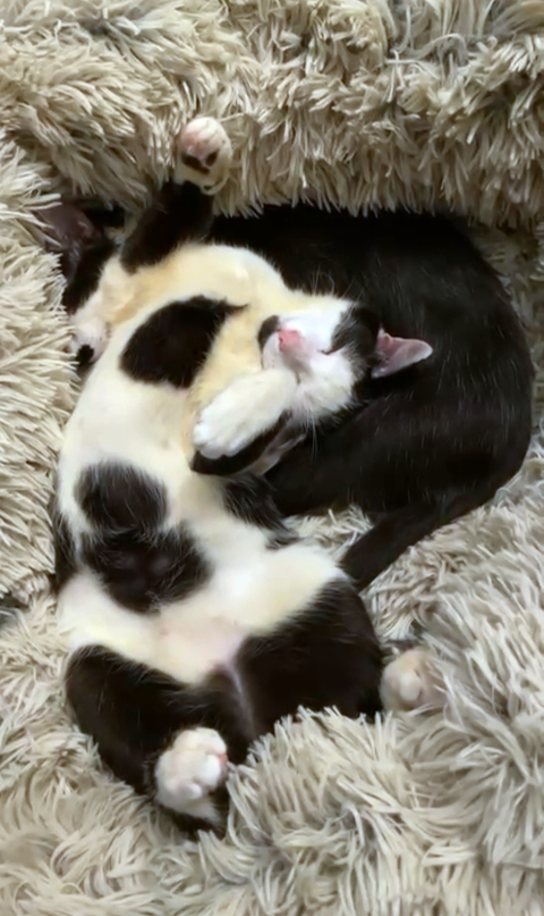 Screenshot_20241216_211307_WhatsApp