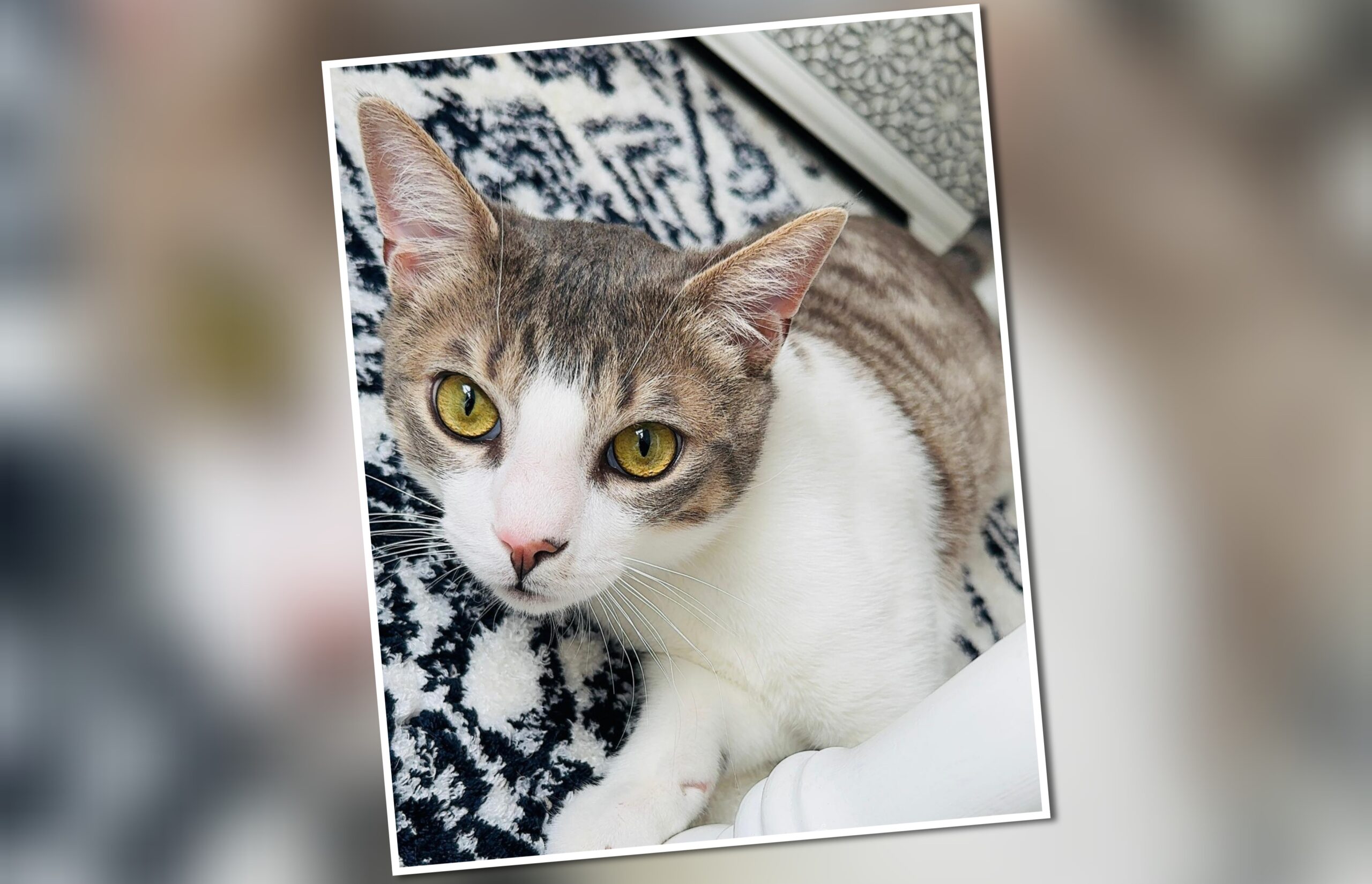 InCollage_20251216_180745100