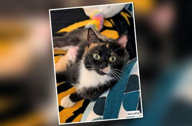 InCollage_20260405_154233759