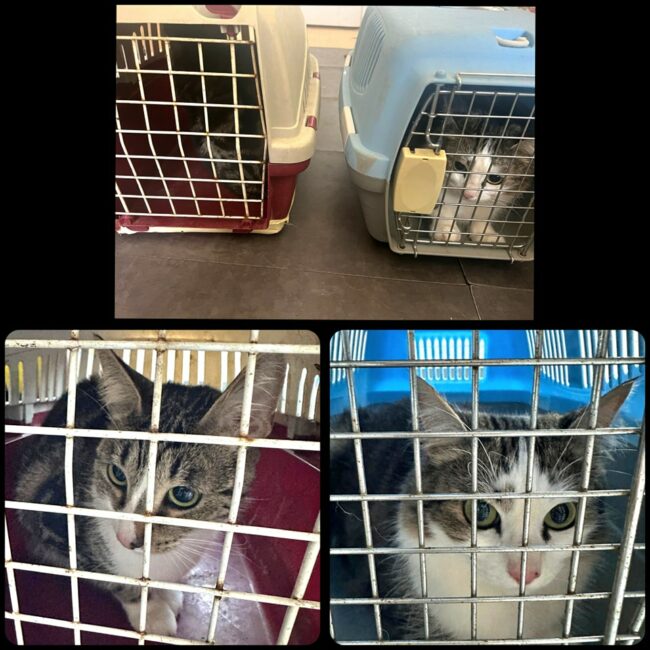 484520897_1023753576466668_3811215636793063878_n