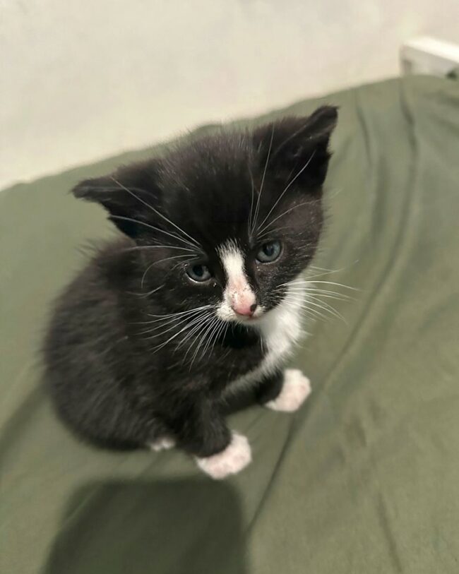 488597244_1039639164878109_5734944047660290553_n