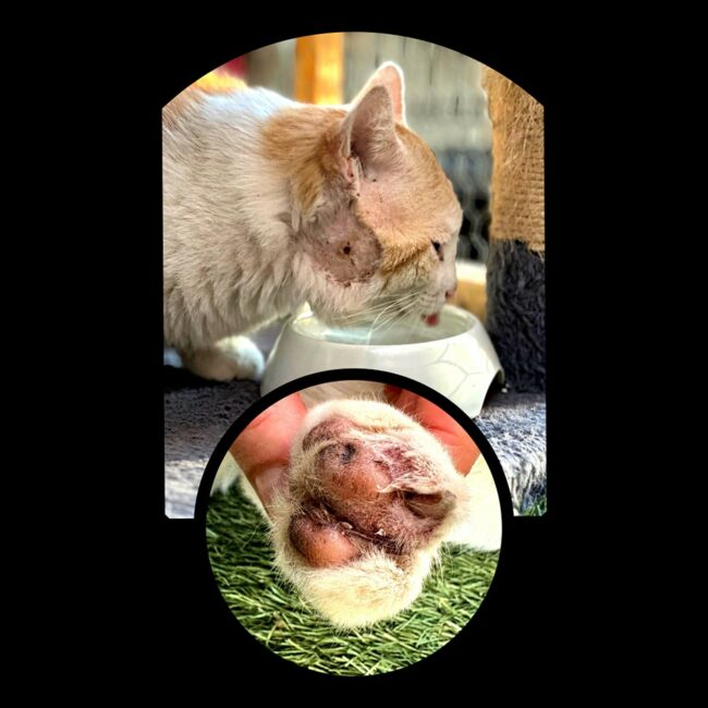 488972738_1039732508202108_8320783462003073940_n