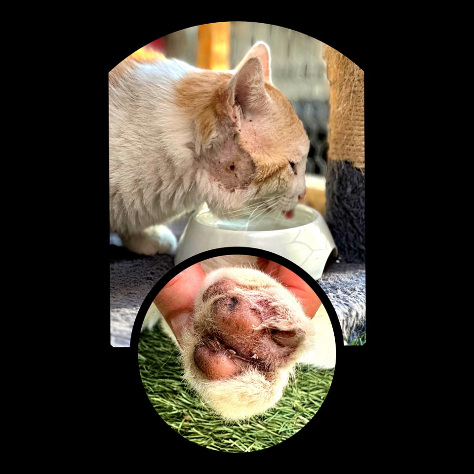 488972738_1039732508202108_8320783462003073940_n