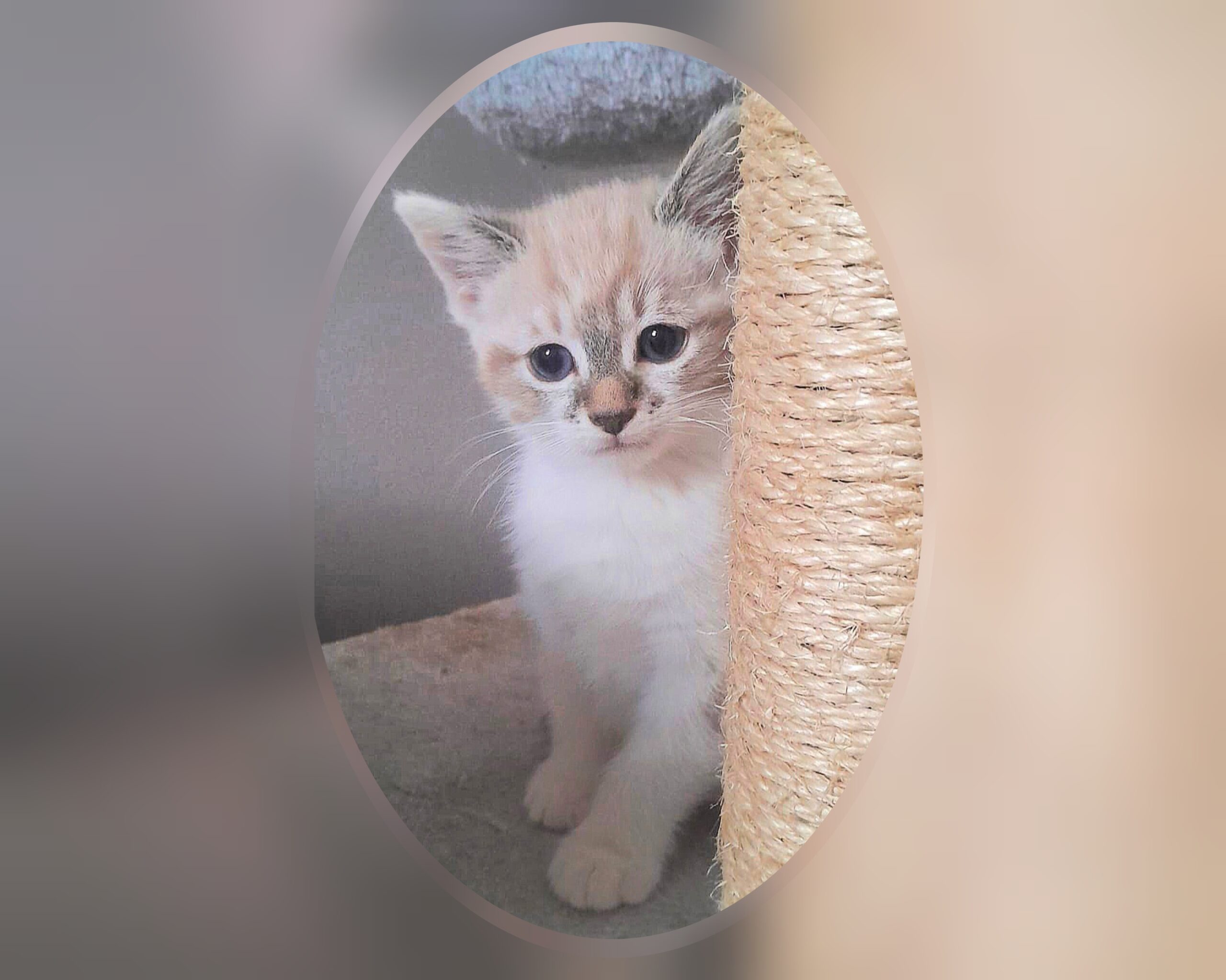 InCollage_20250611_233338946