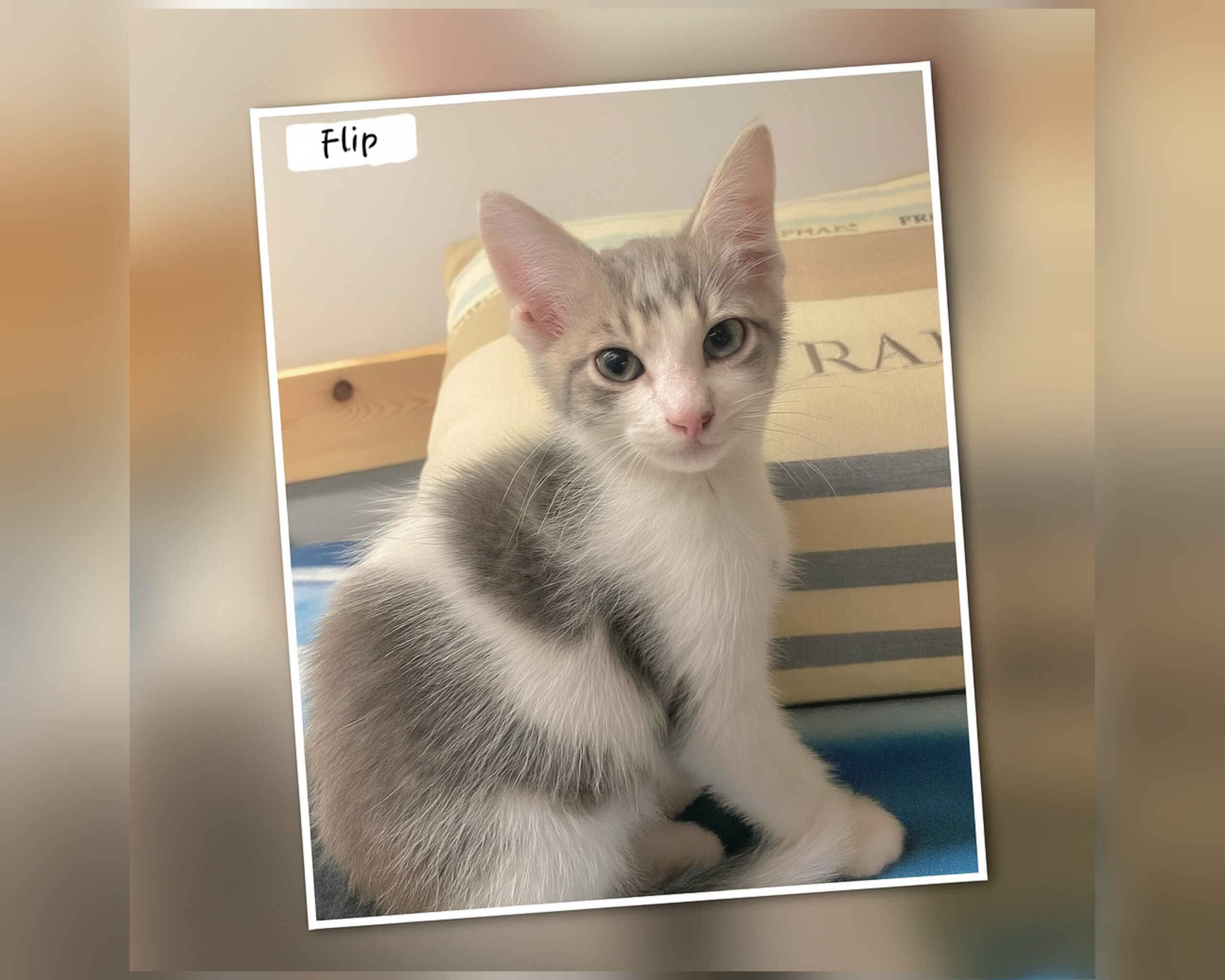 InCollage_20250710_150305446