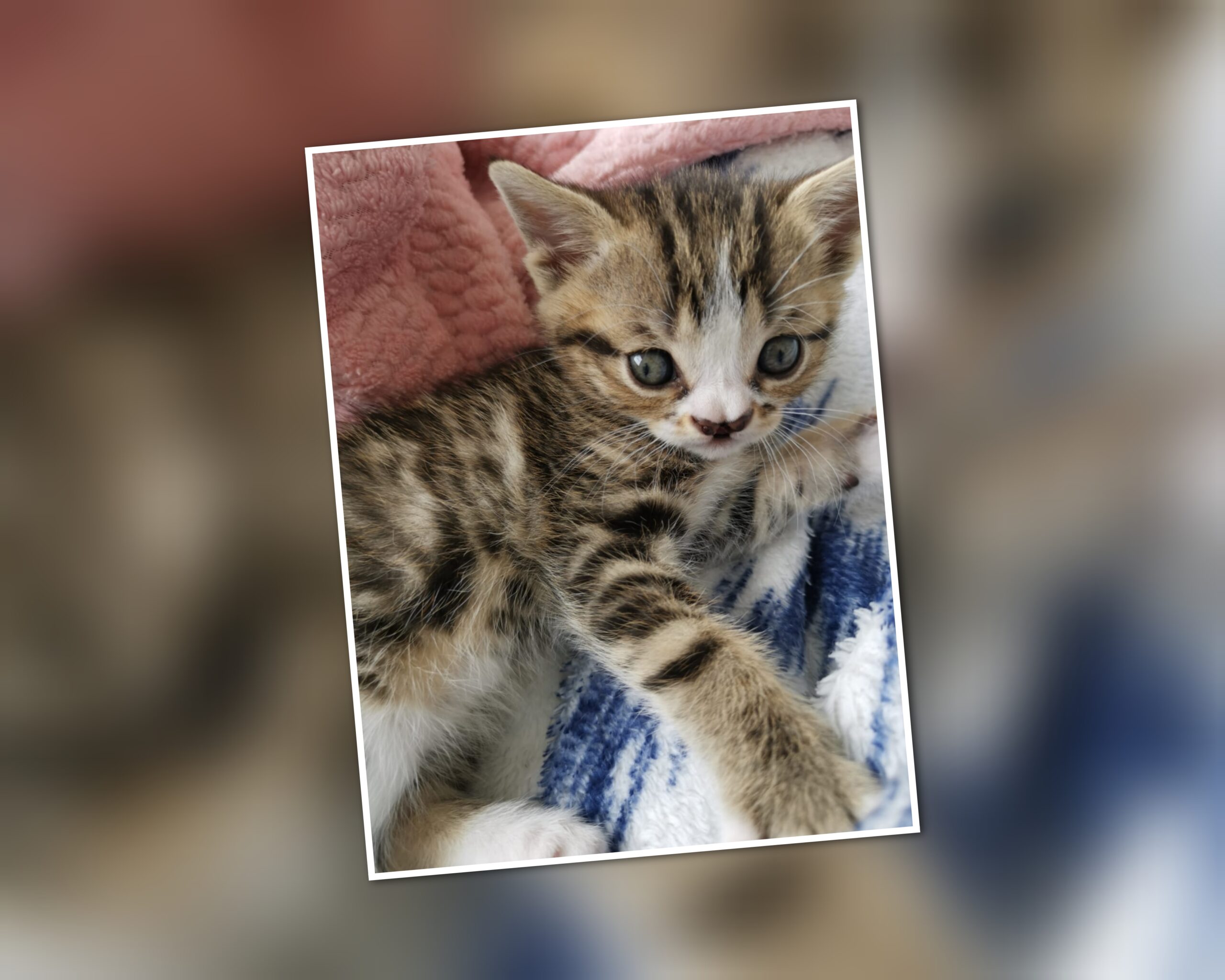 InCollage_20250710_121836293