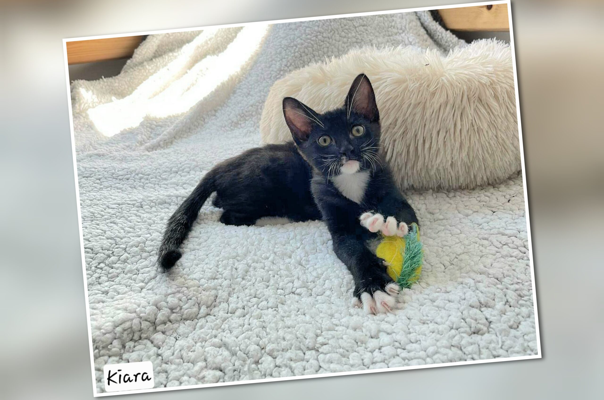 InCollage_20250721_203318845