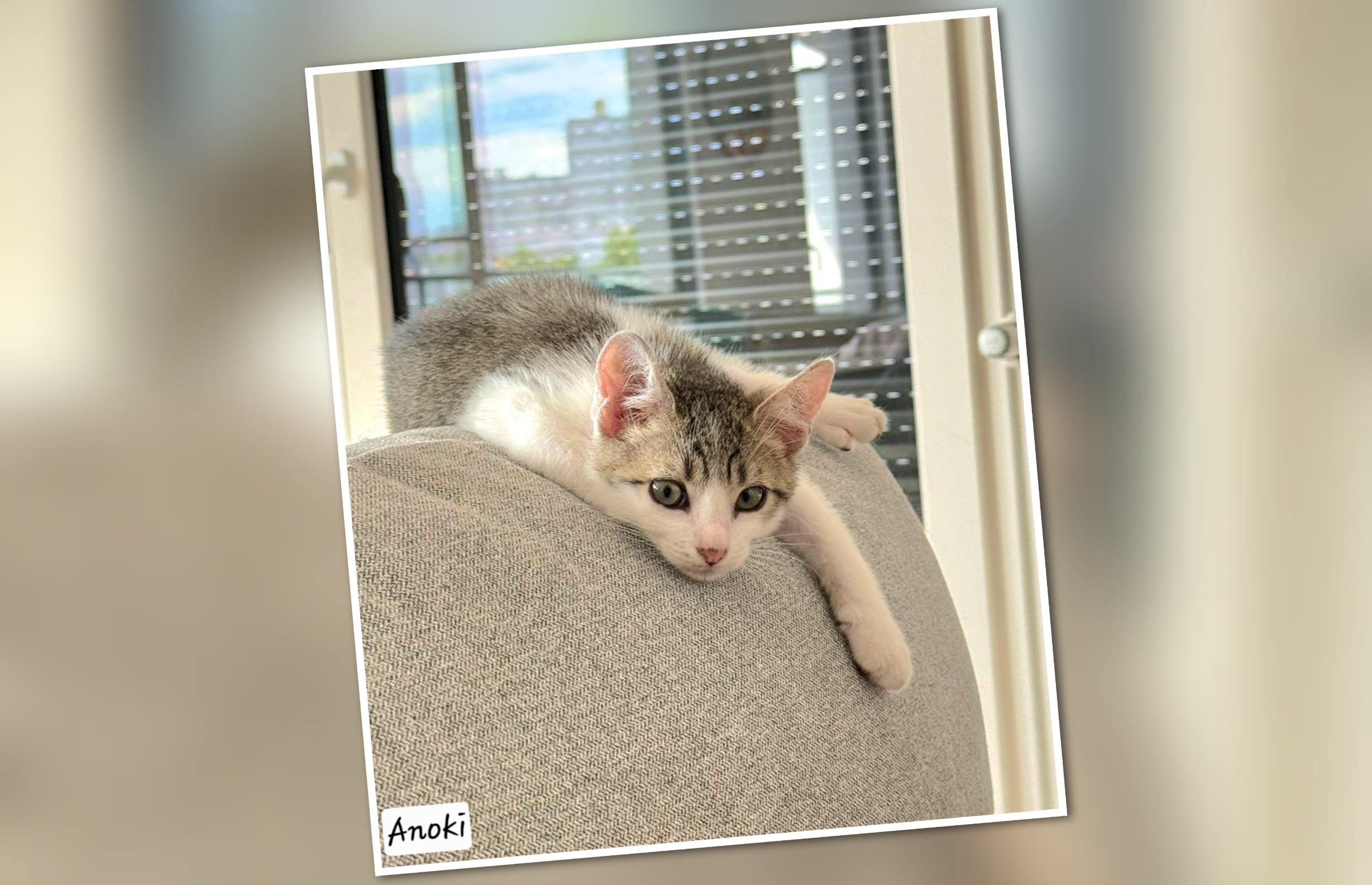 InCollage_20250726_105731801