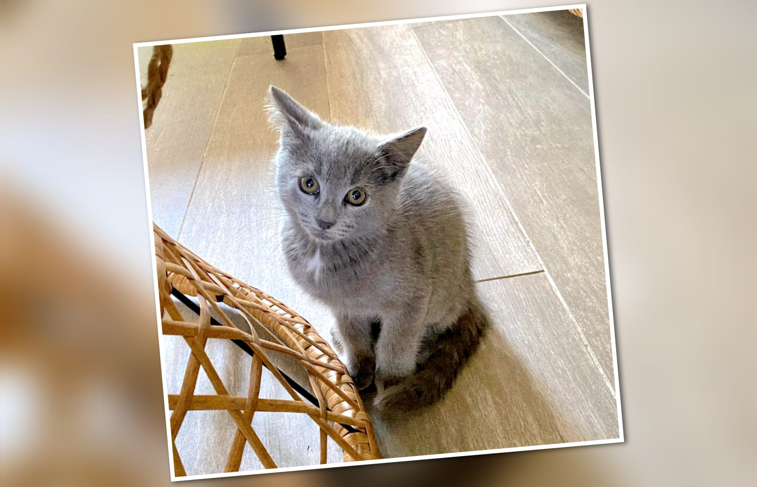 InCollage_20250726_203235139