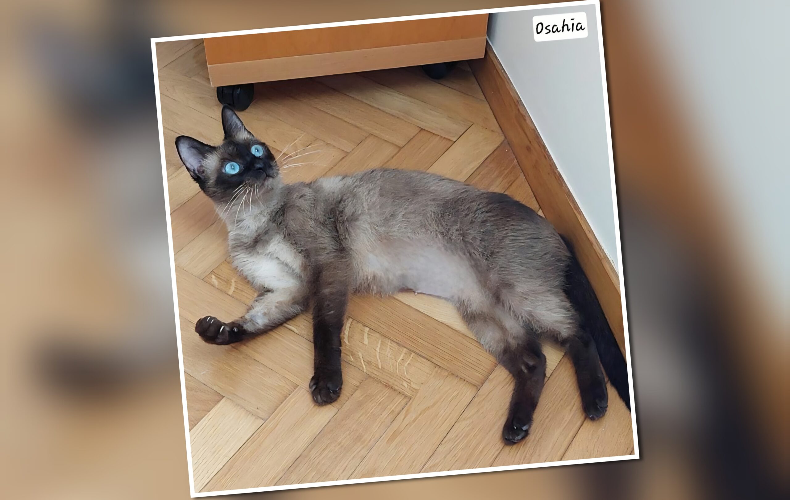 InCollage_20250729_225522246