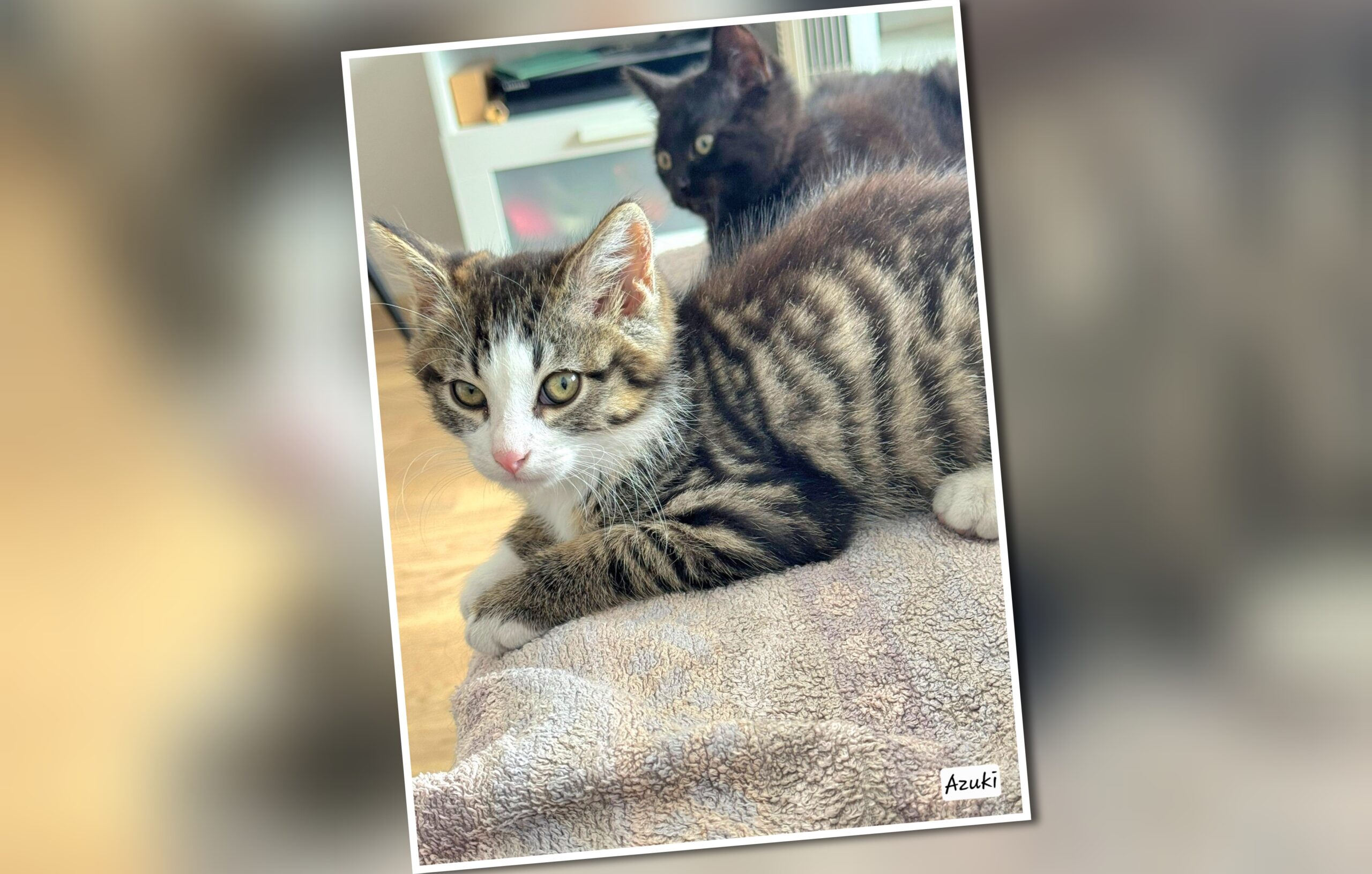 InCollage_20250731_225610696