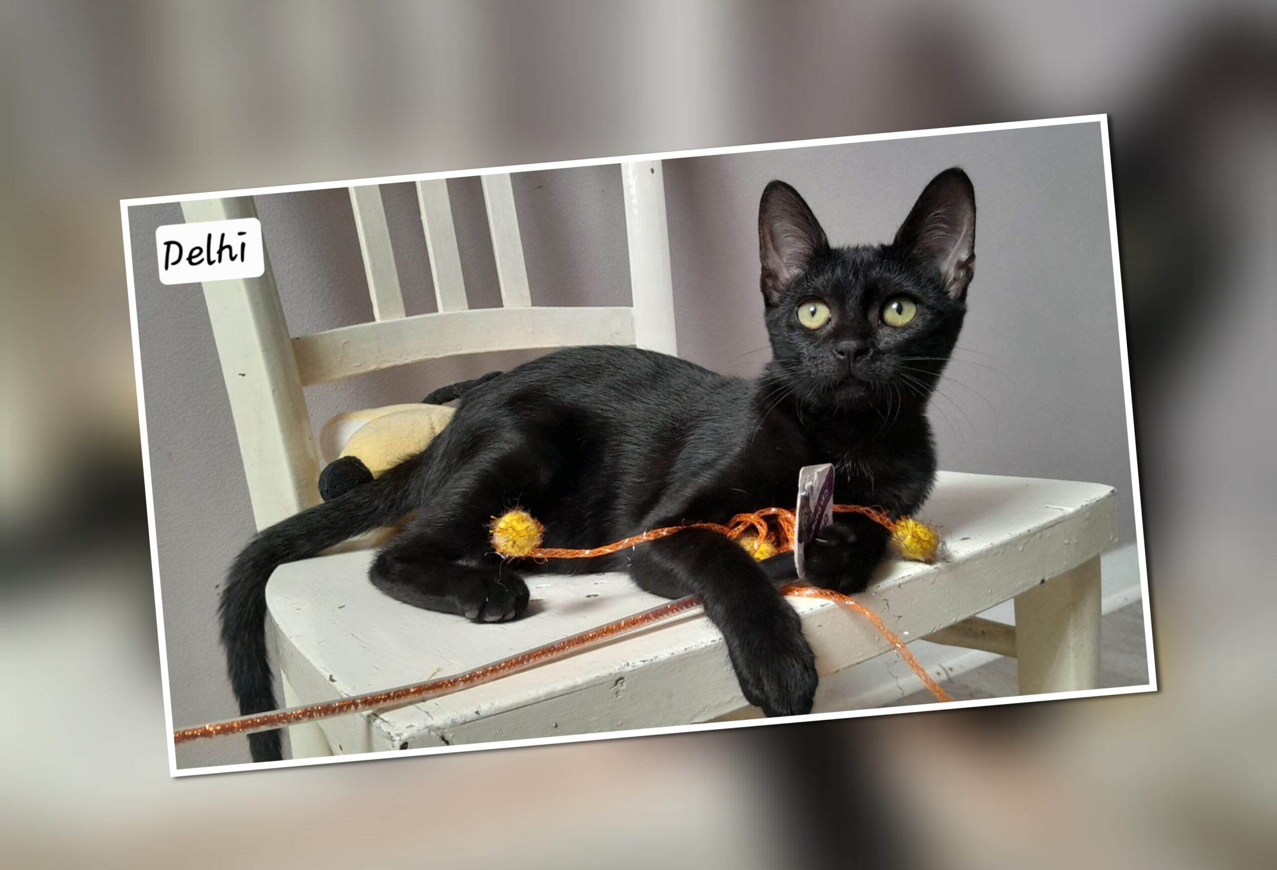 InCollage_20250805_223026918