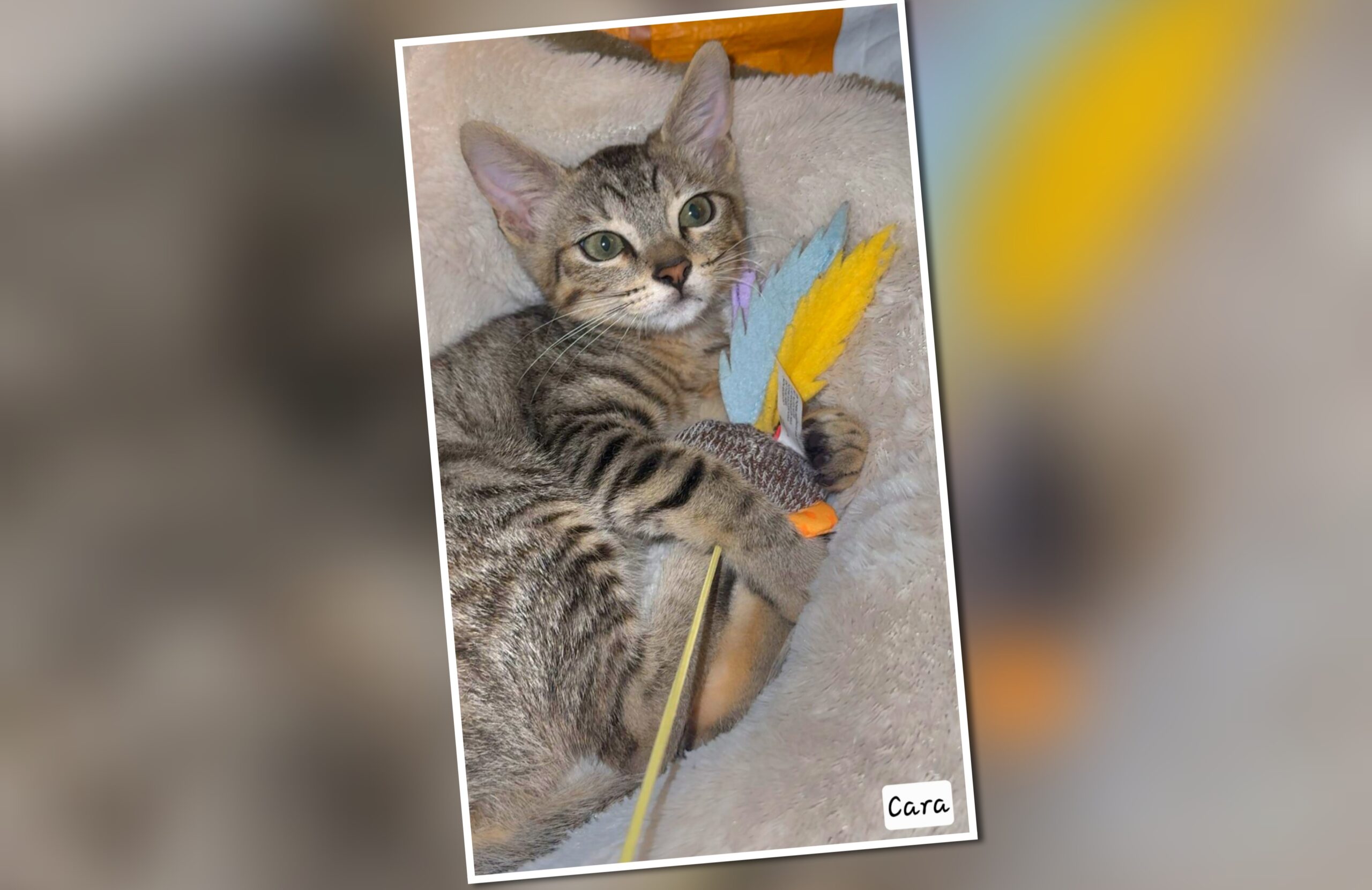 InCollage_20250811_122012272