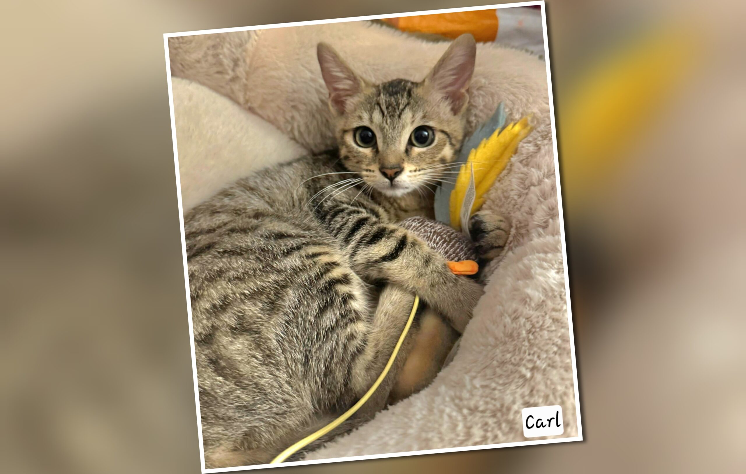 InCollage_20250811_145246054