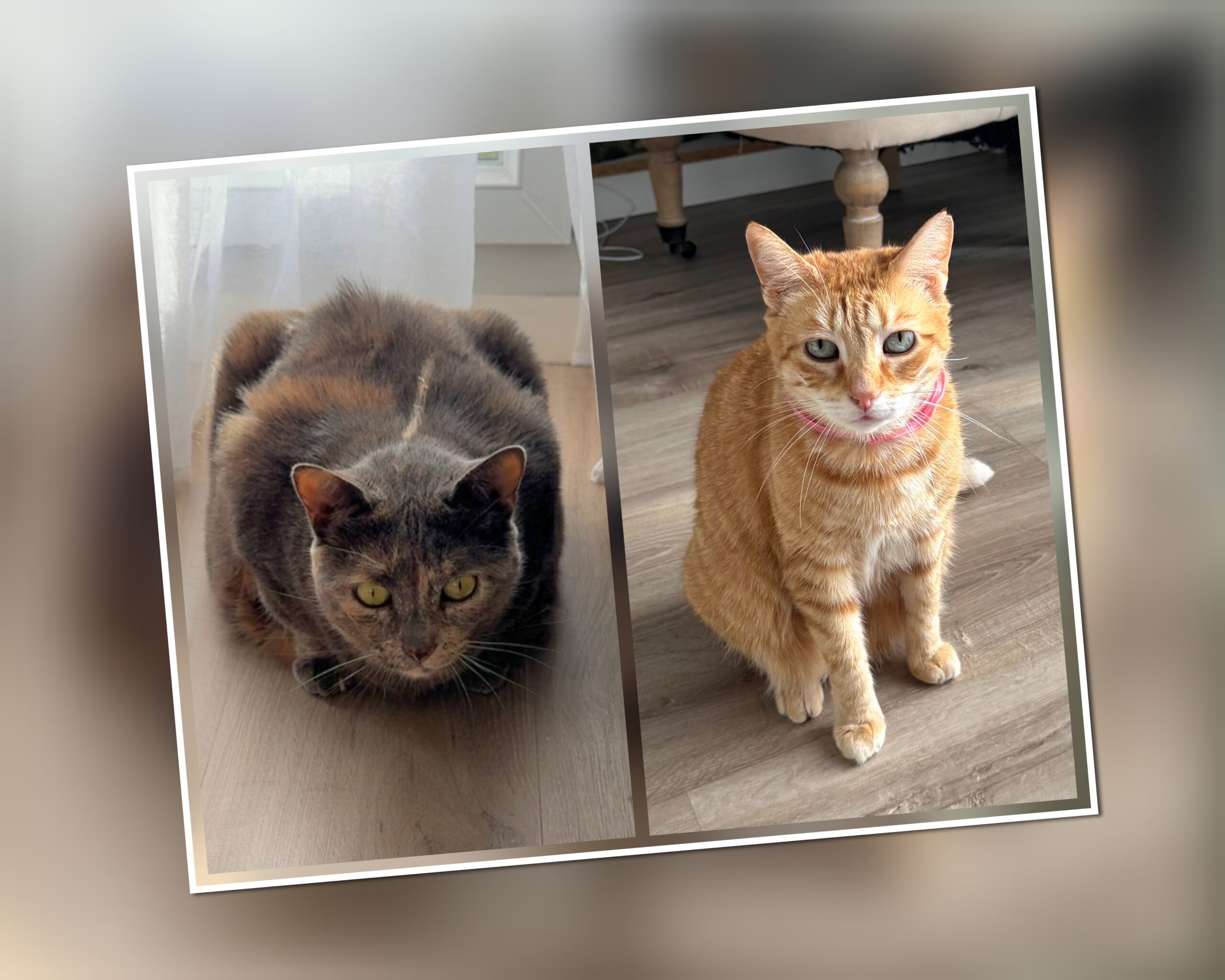 InCollage_20250924_220247262