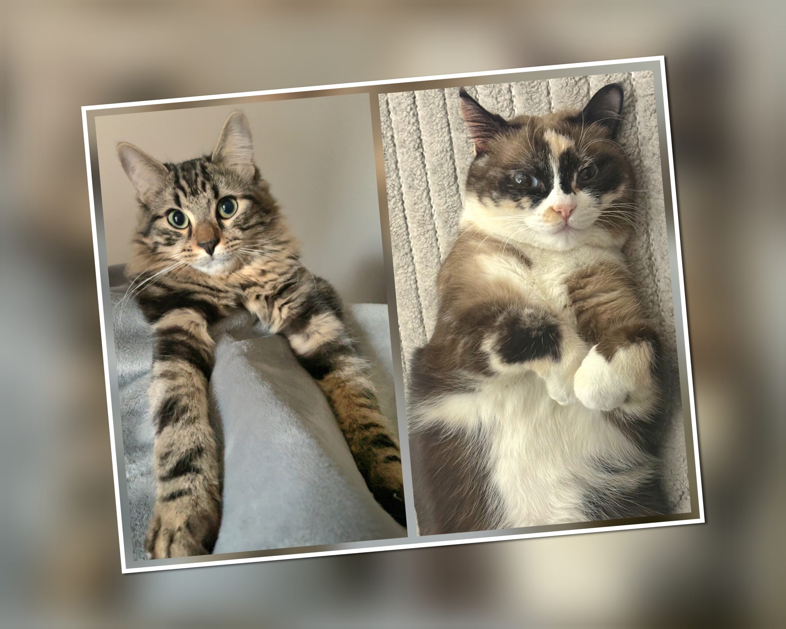 InCollage_20250924_223958208