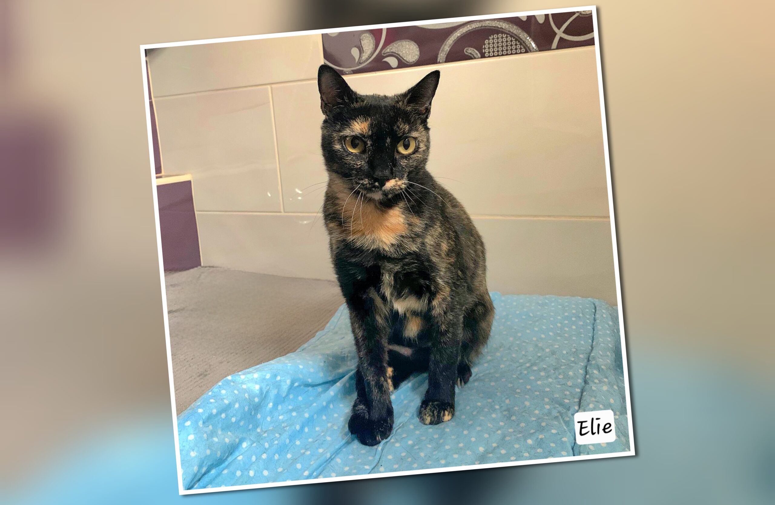 InCollage_20250928_230912995