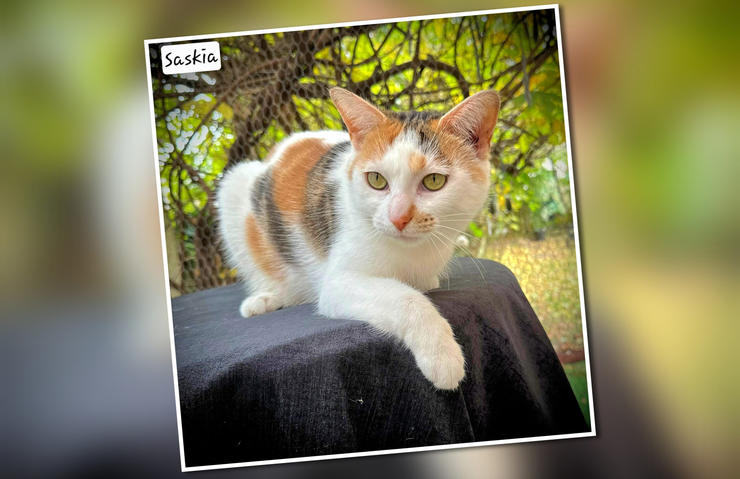 InCollage_20251029_132756208