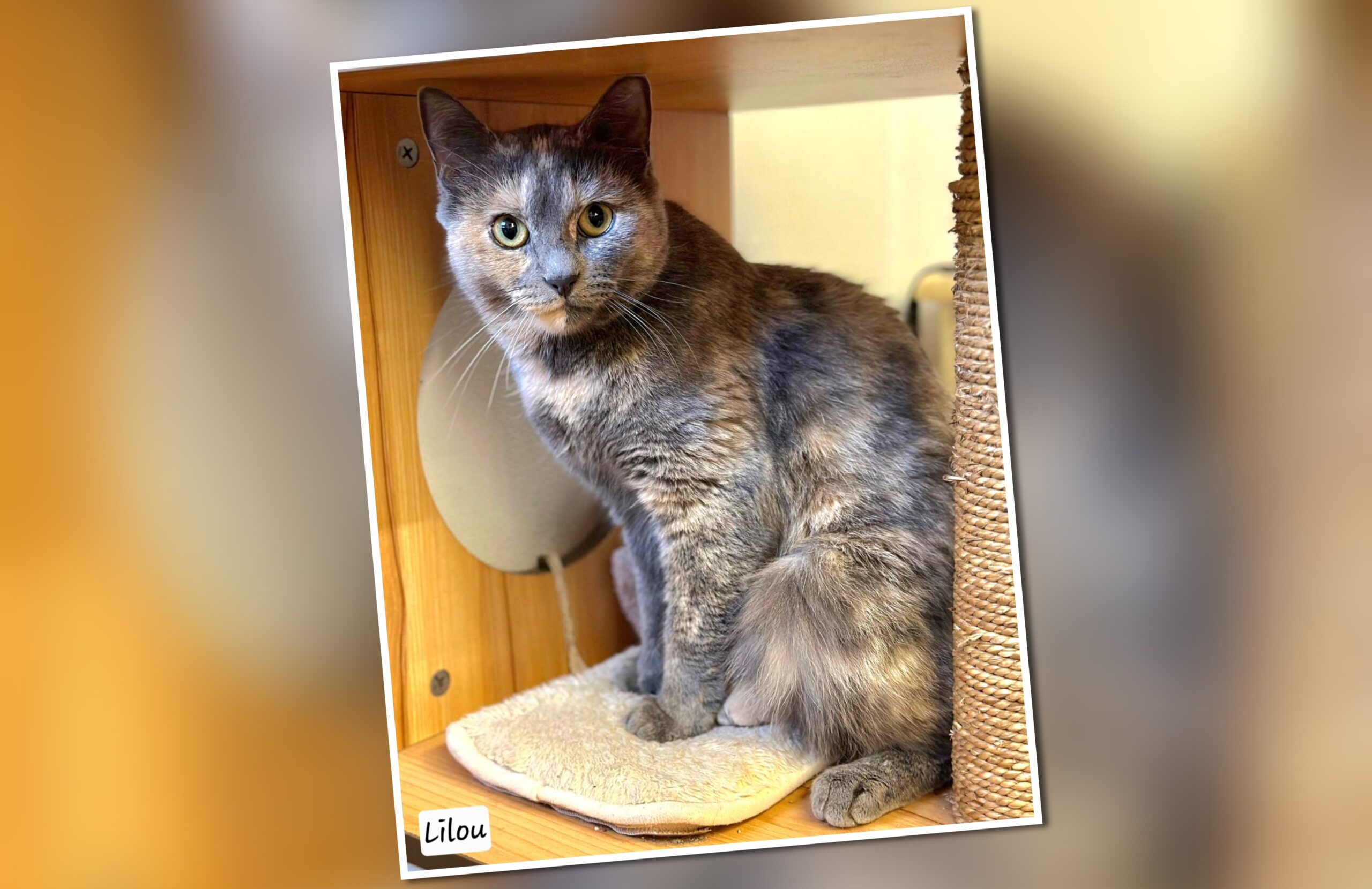 InCollage_20251101_173254604