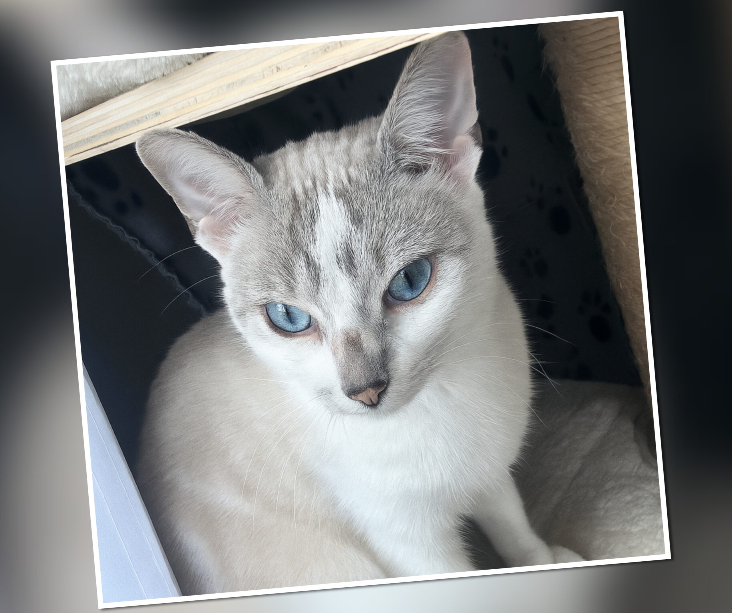 InCollage_20251105_234226200