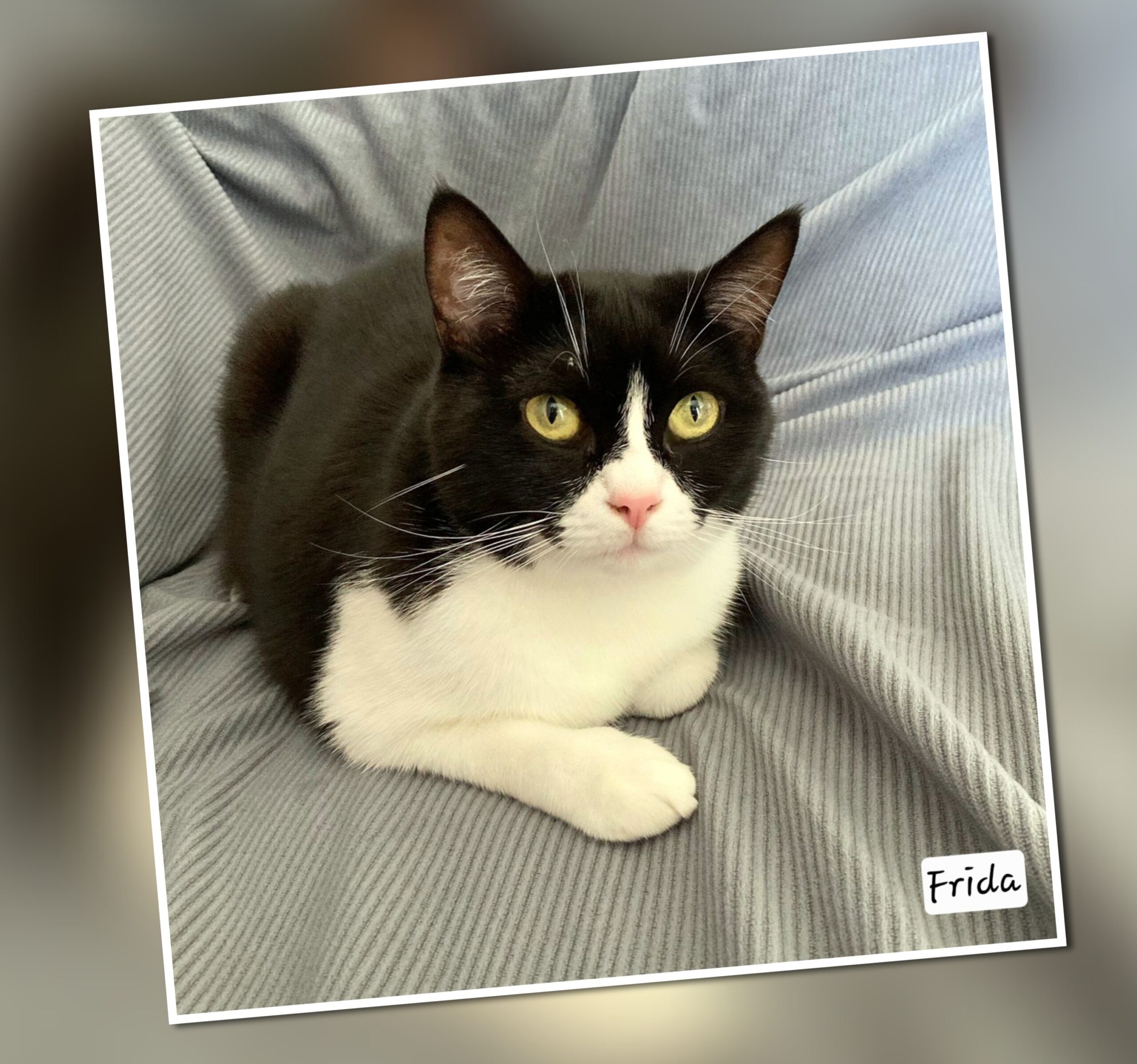 InCollage_20251115_181134800