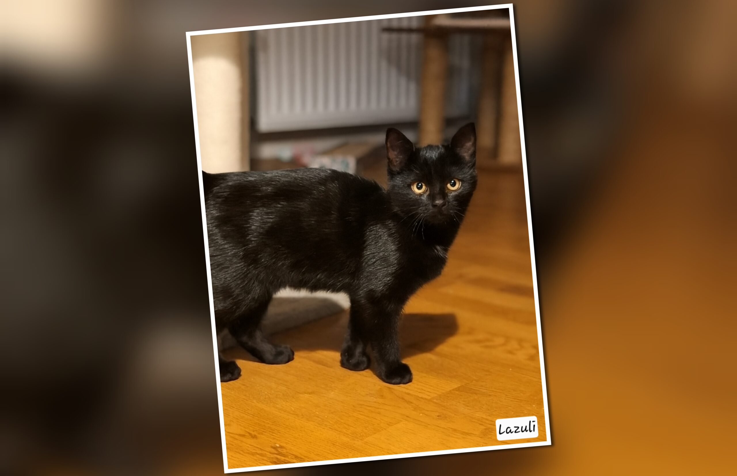 InCollage_20251204_102718271