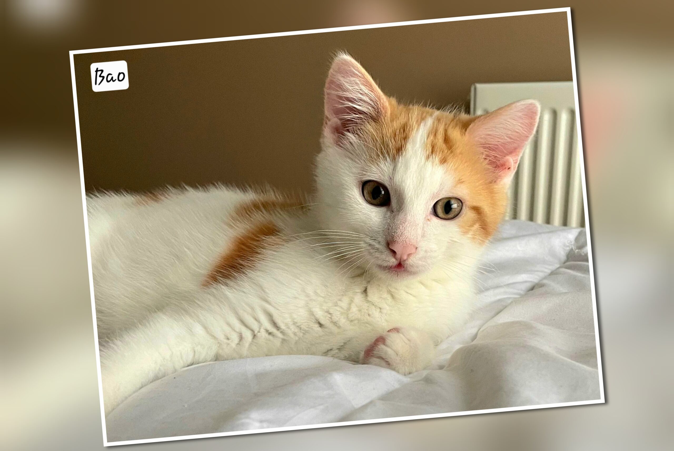 InCollage_20251210_110341154