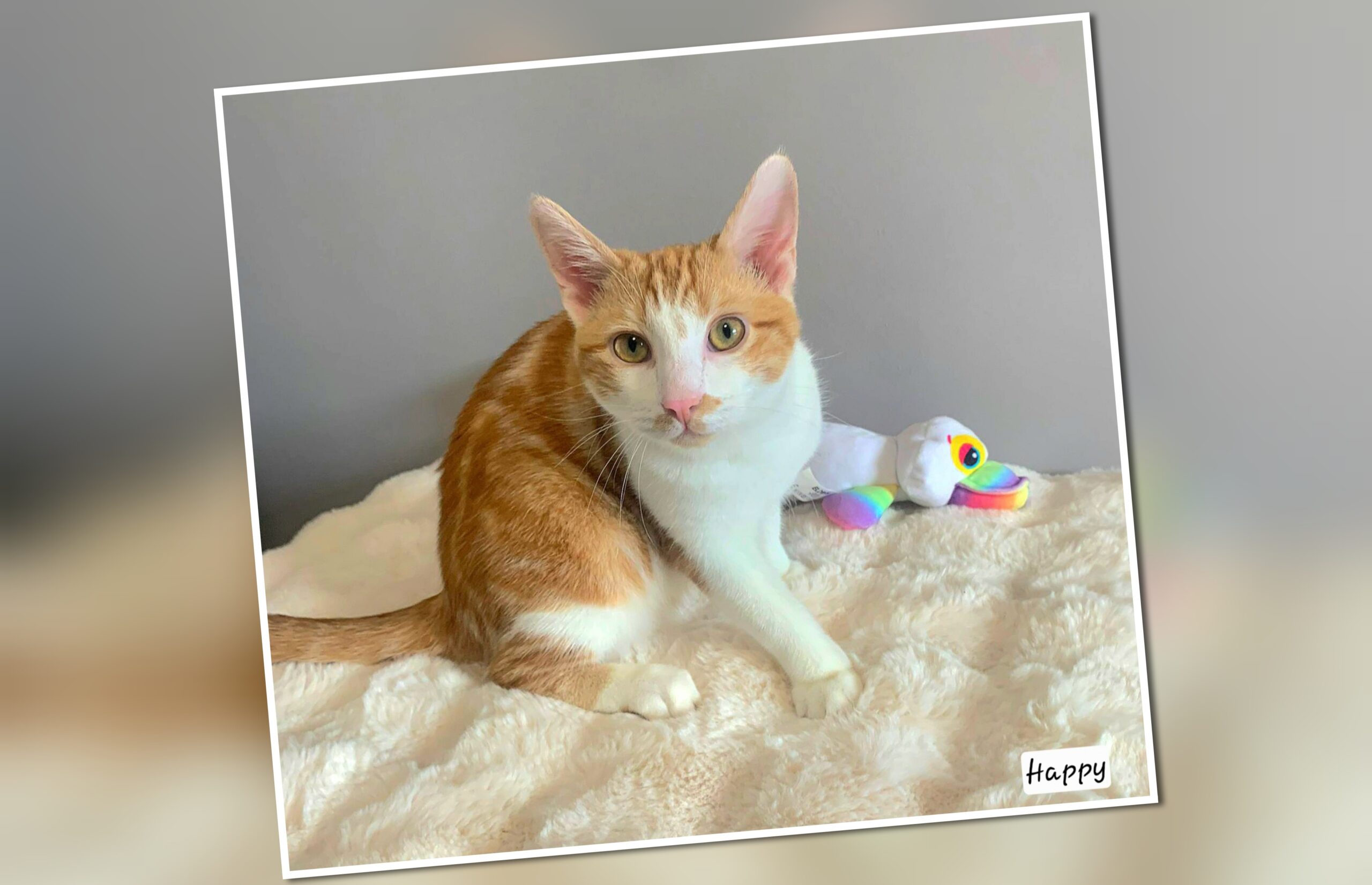 InCollage_20251210_132244147