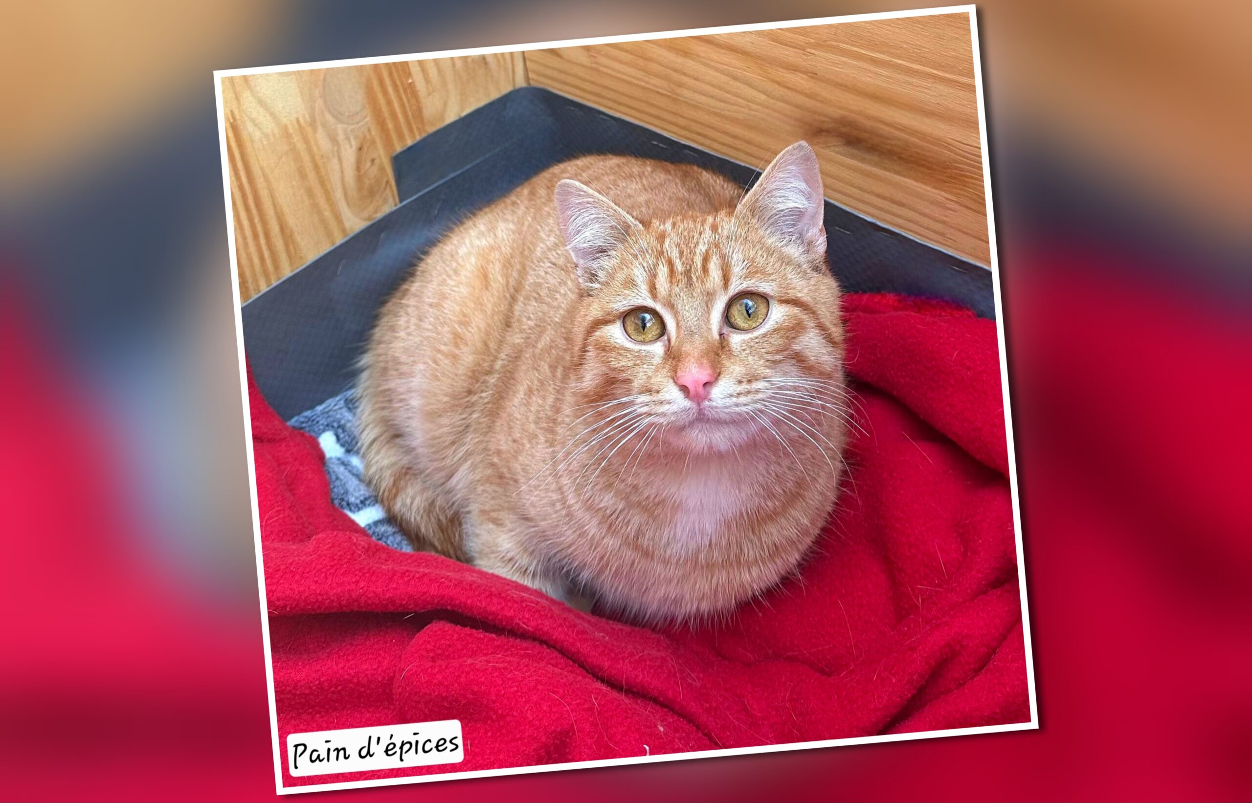 InCollage_20251215_182431277