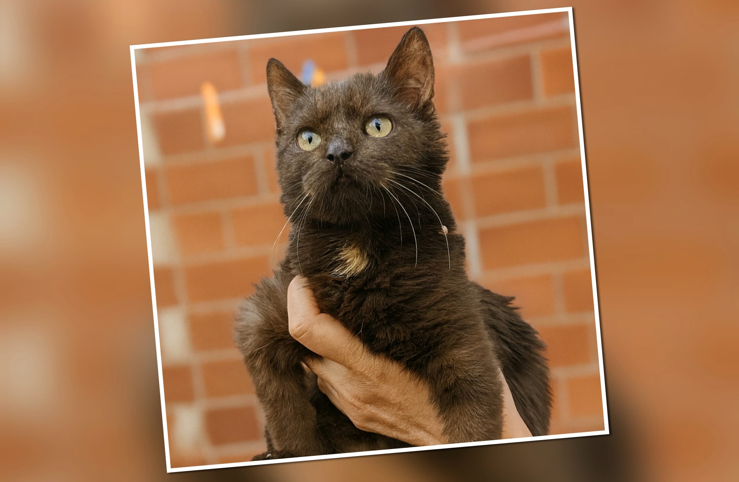 InCollage_20251215_191322939