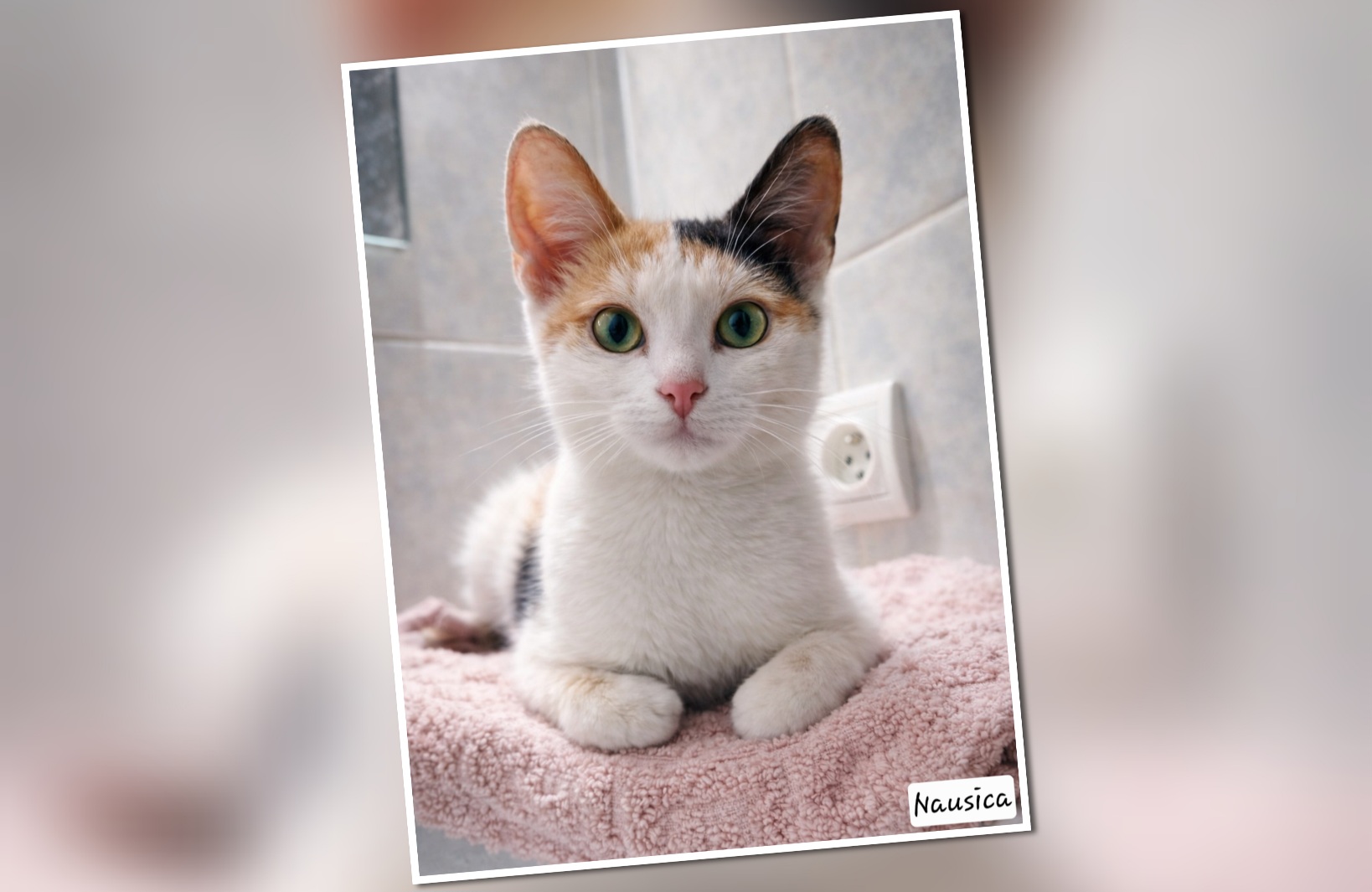 InCollage_20260122_090241871